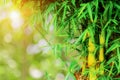 Bamboo forest over green natural bokeh background. Bamboo leaves with morning sunlight. Nature background Royalty Free Stock Photo