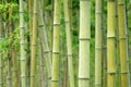 Bamboo