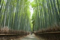 Bamboo forest path, Kyoto, Japan Royalty Free Stock Photo