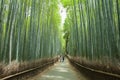 Bamboo forest path, Kyoto, Japan Royalty Free Stock Photo