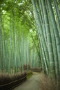 Bamboo forest path, Kyoto, Japan Royalty Free Stock Photo