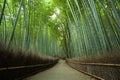 Bamboo forest path, Kyoto, Japan Royalty Free Stock Photo