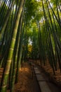 Bamboo forest path in Tokyo