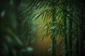 Bamboo forest with rain drops on the leaves. Shallow DOF