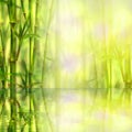 Bamboo forest with reflection in water spa background. Watercolor illustration with space for text Royalty Free Stock Photo