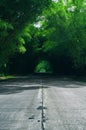 Bamboo forest on a road del Ecuador, bamboo arches on both sides of the road for cars Royalty Free Stock Photo