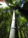 Bamboo Forest Sagano Kyoto Japan Royalty Free Stock Photo