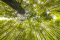 Bamboo forest with sky at Arashiyama, Kyoto, Japan Royalty Free Stock Photo
