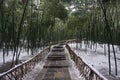 Bamboo forest with snow and a path