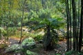 Bamboo forest and spinulose tree fern Royalty Free Stock Photo