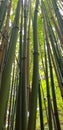 Bamboo forest in sunlight.