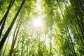 bamboo forest with sunlight filtering through