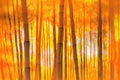 bamboo forest at sunrise with orange and yellow hues