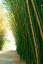 Bamboo Forest with sunset so beautiful nature. Royalty Free Stock Photo