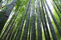 Bamboo forest with tall bamboo Royalty Free Stock Photo