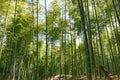 Bamboo Forest