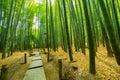 Bamboo forest at the traditional guarden
