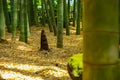 Bamboo forest at the traditional guarden in Kamakura Japan