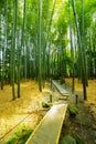 Bamboo forest at the traditional guarden in Kamakura Japan