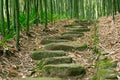 Bamboo Forest Trail Royalty Free Stock Photo