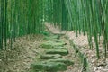 Bamboo Forest Trail Royalty Free Stock Photo