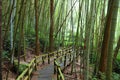 Bamboo forest trail Royalty Free Stock Photo