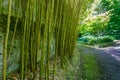 Bamboo forest trail in Fornas, azores, Portugal Royalty Free Stock Photo