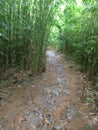 Bamboo forest trail Royalty Free Stock Photo