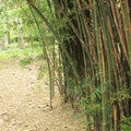 Bamboo forest. Trees inside tropical jungle