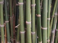 Bamboo forest. Trees background inside tropical jungle Royalty Free Stock Photo