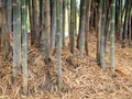 Bamboo forest. Trees background inside tropical jungle