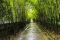 Bamboo forest