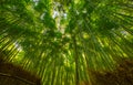 Bamboo forest and walking path in Arashiyama, Kyoto, Japan Royalty Free Stock Photo