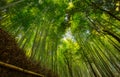 Bamboo forest and walking path in Arashiyama, Kyoto, Japan Royalty Free Stock Photo