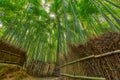 Bamboo forest and walking path in Arashiyama, Kyoto, Japan Royalty Free Stock Photo