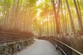 Bamboo forest with walking way with sun light Royalty Free Stock Photo