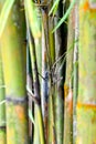 Bamboo Forest Zen background