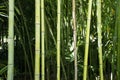 Bamboo forrest