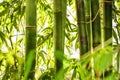 Bamboo forrest, closeup and leaves with growth, sunshine and outdoor in summer with natural landscape. Plants, trees and Royalty Free Stock Photo