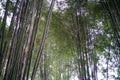 Bamboo Forrest