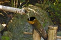 Bamboo Fountain close Royalty Free Stock Photo