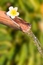 Bamboo fountain close up Royalty Free Stock Photo