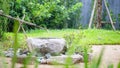 Bamboo fountain in Japanese gardens blurred background, Traditional asian bamboo fountain with water stream Royalty Free Stock Photo