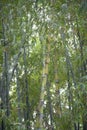 Bamboo in the garden, Bamboo in the garden , Green Bamboo Garden There Tall Trunk