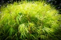 Bamboo garden with blurred garden background. Illuminated by the Sun. Species Bambusa textilis Royalty Free Stock Photo
