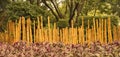 Bamboo garden fence Royalty Free Stock Photo