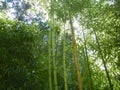 Bamboo