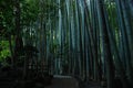 Bamboo garden Royalty Free Stock Photo