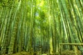 Bamboo Garden in Kamakura Japan