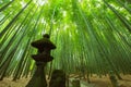 Bamboo Garden in Kamakura Japan